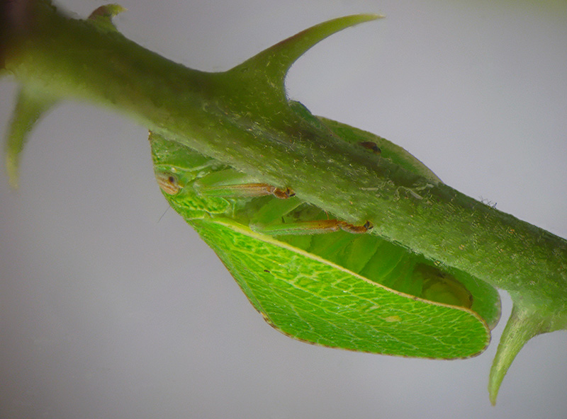 Acanalonia conica